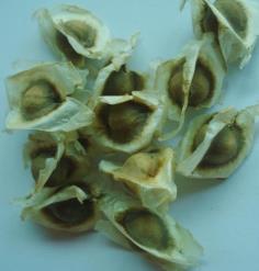 เมล็ดมะรุม | สวนนานาพันธุ์ - แม่พริก ลำปาง