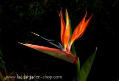 ปักษาสวรรค์ JUNGLE FEVER Bird of Paradise