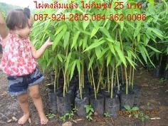 ไผ่ตงลืมแล้ง (ปทุม-ธัญบุรี)