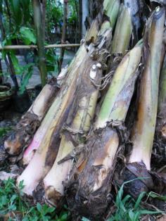 ต้นพันธุ์กล้วยหักมุก | บ้านทรงภพ (กรุงเทพฯ) - ลาดพร้าว กรุงเทพมหานคร