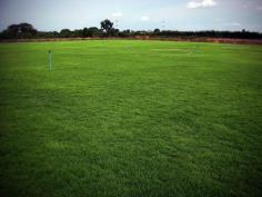 Distribution of The grasses use in lawn.