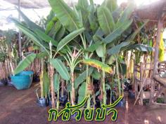 กล้วยบัว สูง 1.20 เมตร | จริงใจไม้มงคล แอนด์ แลนด์สเคป - ลำลูกกา ปทุมธานี