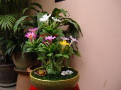 ดอกไม้ประดิษฐ์จากดินไทย(ชวนชม) | ป้าอร การ์เด้น  - ชัยบาดาล ลพบุรี
