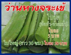 านหางจระเข้ (Aloe ใบสด ใบละ 5-30 บาท)