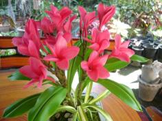 ดอกไม้ประดิษฐ์จากดินไทย(ลีลาวดี) | ป้าอร การ์เด้น  - ชัยบาดาล ลพบุรี