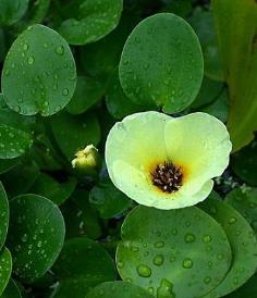 ต้นฝิ่นน้ำ (Water Poppy)Hydrocleis numphoides