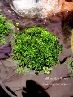 Fern .เฟิร์นกนกใบผักชี