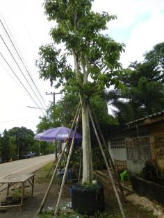 ต้นตะแบก | สวนเฮงเจริญ - เมืองปราจีนบุรี ปราจีนบุรี