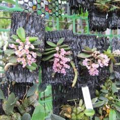 เอื้องจิ้ว(Schoenorchis fragrans)