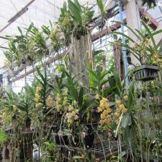 เอื้องกุหลาบเหลืองโคราช(Aerides houletti | ร้านน้องกระต่าย -  เชียงใหม่