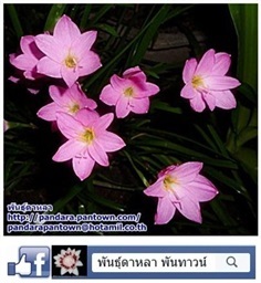 บัวดินสีชมพู