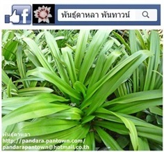 ทองใบต้นวังเทเวศน์