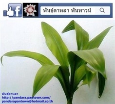 ว่านสิบแสนต้นเดิม