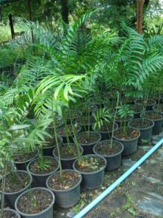 encephalartos withelockii