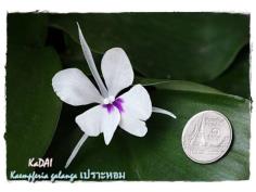 เปราะหอม