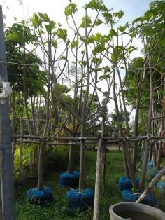 ต้นสาเก | ลพบุรีไม้ล้อม/บ่อแก้วพันธุ์ไม้ - เมืองลพบุรี ลพบุรี