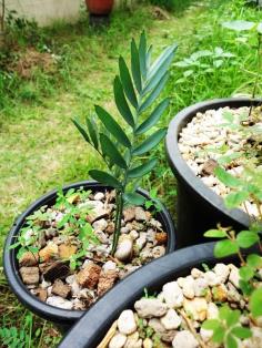 Encephalartos princeps