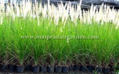 หญ้าน้ำพุ(fountain grass) | ร้านไม้ประดับการ์เด้น - เมืองปราจีนบุรี ปราจีนบุรี