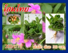 โสมไทย โสมจีน ว่านผักปัง (200 บ./กก) | ต้นรักษ์ ขอนแก่น -  ขอนแก่น