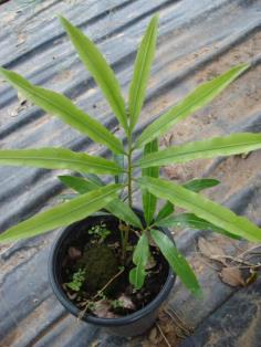 cycas micholitzii