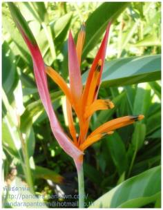 Heliconia Orange Dwarf