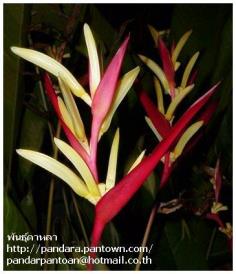 Heliconia psittacorum "Lady Di"