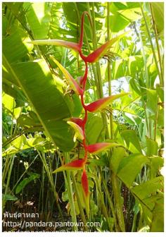 Heliconia "Temptress"