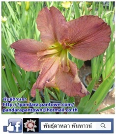 Louisiana Iris 2