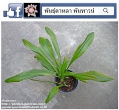 กวักหงสาไทย หรือ เศรษฐีใบพายต้นเดิม