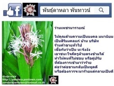 ว่านเพชรนารายณ์