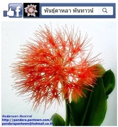 ว่านกุมารทอง | พันธุ์ดาหลา - เมืองเชียงใหม่ เชียงใหม่