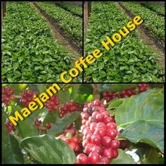 ต้นกล้ากาแฟพันธุ์อาราบิก้า | Maejam Coffee house - เมืองปาน ลำปาง