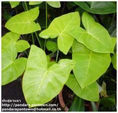  Xanthosoma aurea  Lime Zinger Taro