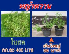 หญ้าหวาน (Stevia)