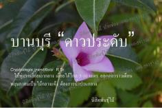 ดาวประดับ | นิสิตพันธุ์ไม้ - ปากช่อง นครราชสีมา