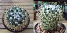 Mammillaria