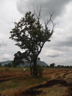 ต้นประดู่แดง | ลพบุรีไม้ล้อม/บ่อแก้วพันธุ์ไม้ - เมืองลพบุรี ลพบุรี