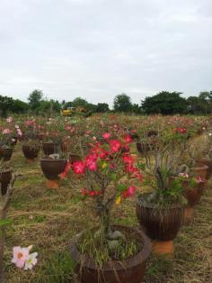 ชวนชมพันธุ์ฮอลแลนด์ | สวนคุณองอาจ - พัฒนานิคม ลพบุรี