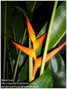 Heliconia Latispata x H. bihai cv. Fat L