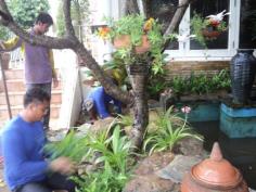 จัดสวน