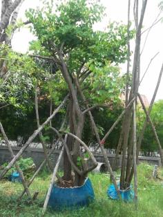 ต้นชงโค | ลพบุรีไม้ล้อม/บ่อแก้วพันธุ์ไม้ - เมืองลพบุรี ลพบุรี