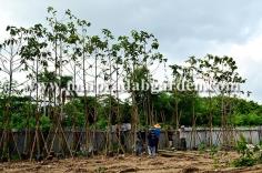 โรงพยาบาลชลประทาน จังหวัดนนทบุรี