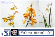 ไอริสสีเหลือง