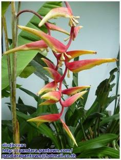 Heliconia platystachys 'Sexy Orange'