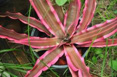 สับปะรดสี cryptanthus