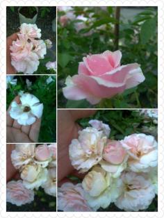 Pink summer snow rose กุหลาบกึ่งเลื้อย