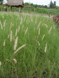 หญ้าน้ำพุ | ณภัทร  พันธุ์ไม้ - องครักษ์ นครนายก