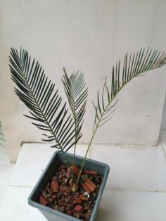 E. Friderici-Guilielmi