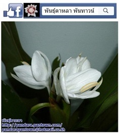 มหาหงส์ทิวลิป