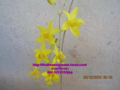 เหลืองพิศมร Spathoglottis affinis de Vri